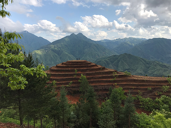 药